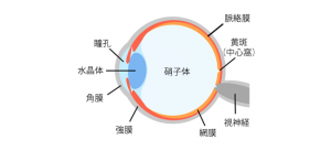 眼球断面図