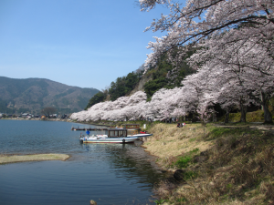 花見　海津大崎の桜