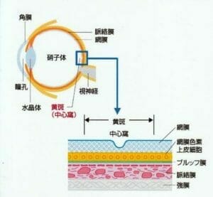 目の構造