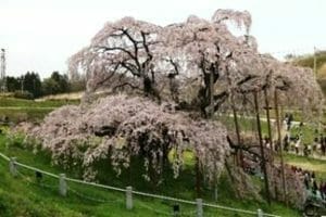 三春の滝桜