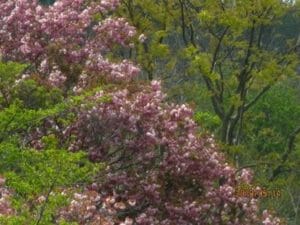 八重桜