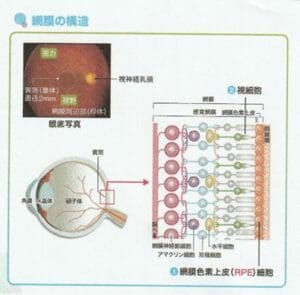 網膜の構造