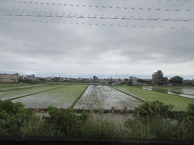 田植えの始まった水田　